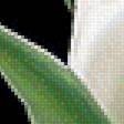 Предпросмотр схемы вышивки «Белые тюльпаны.» (№1941300)