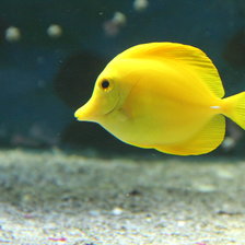 Рыбка желтая
