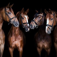 Схема вышивки «Четыре лошади на черном фоне»