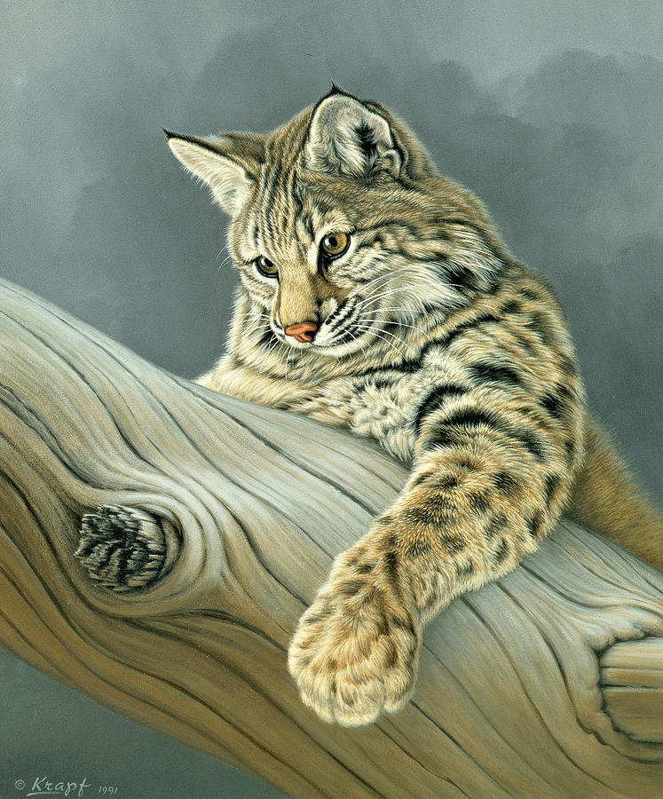 Curiosity Young Bobcat. - paul krapf painter.animals. - оригинал