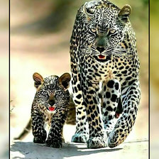 Леопарды.