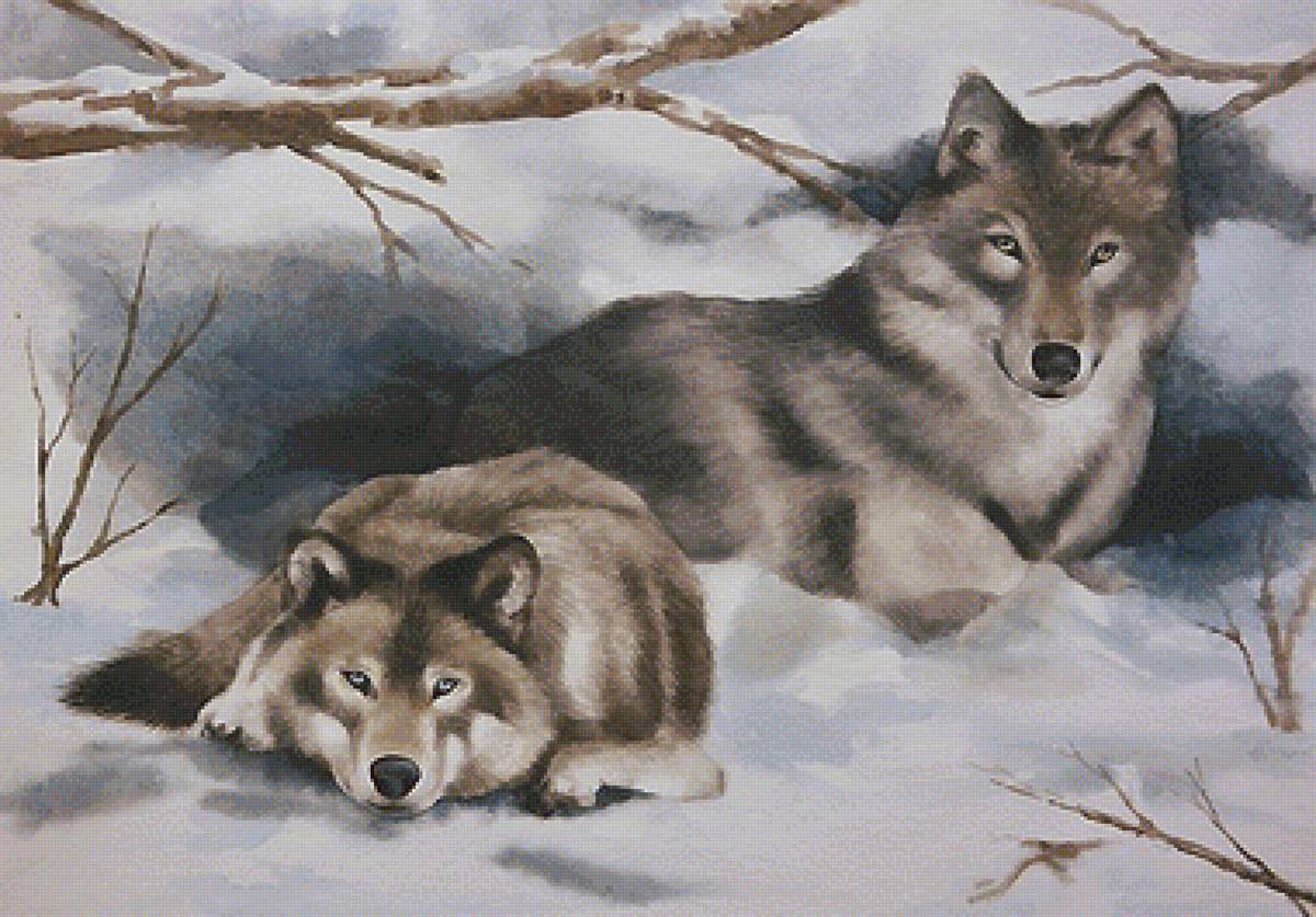 волки - мир животных - предпросмотр