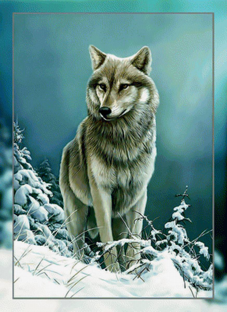 Волк в зимнем лесу. - снег, лес., зима, волк, хищник - предпросмотр