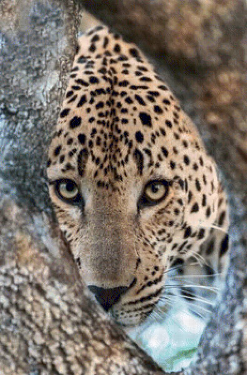 ЛЕОПАРД - дикие животные, взгляд хищника, природа, леопард - предпросмотр