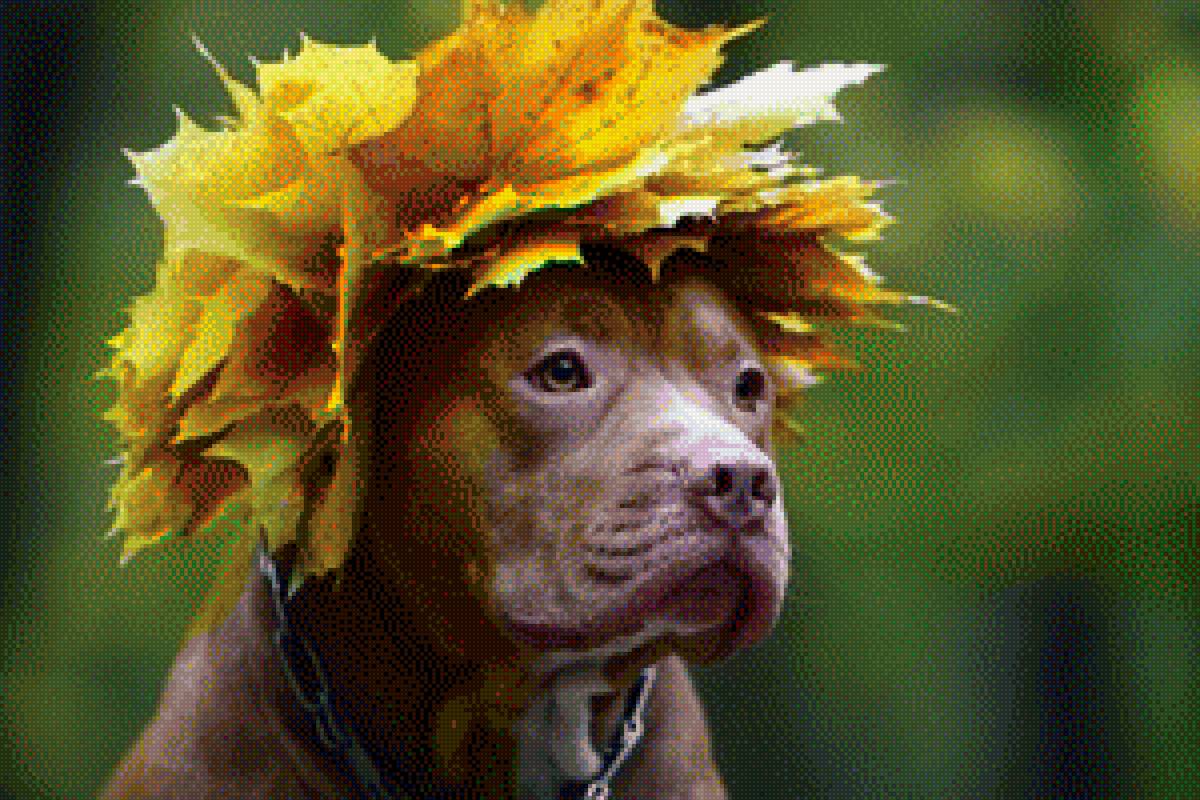 пес - листья, осень, пес, собака - предпросмотр
