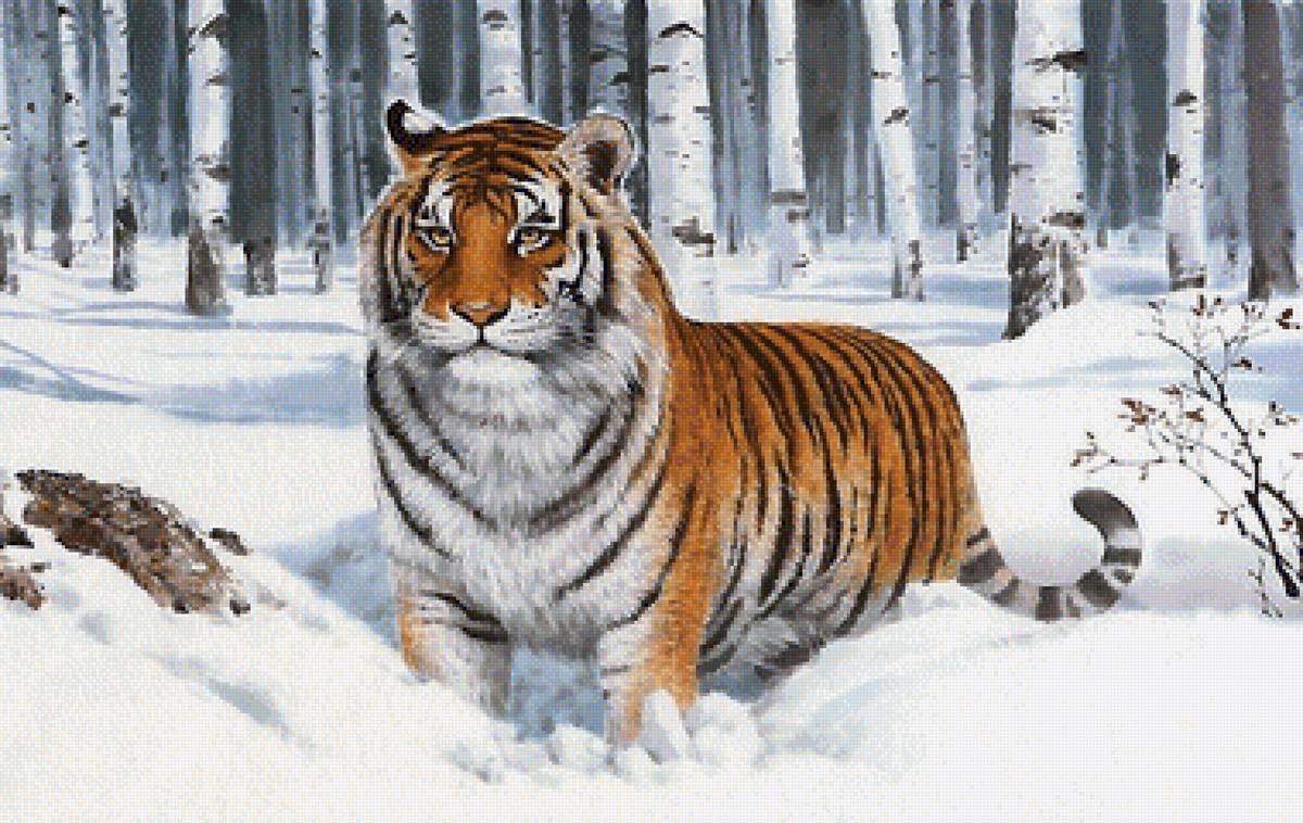 тигр - мир животных - предпросмотр