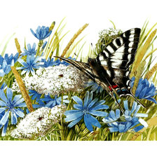 Оригинал схемы вышивки «Бабочка и васильки.» (№1955263)