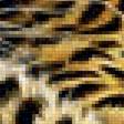 Предпросмотр схемы вышивки «Леопард.» (№1956625)