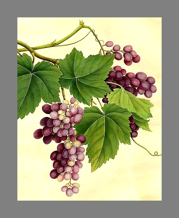 Серия "Виноград" - ягоды, виноград, фрукты - оригинал