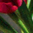 Предпросмотр схемы вышивки «Тюльпаны» (№1961031)