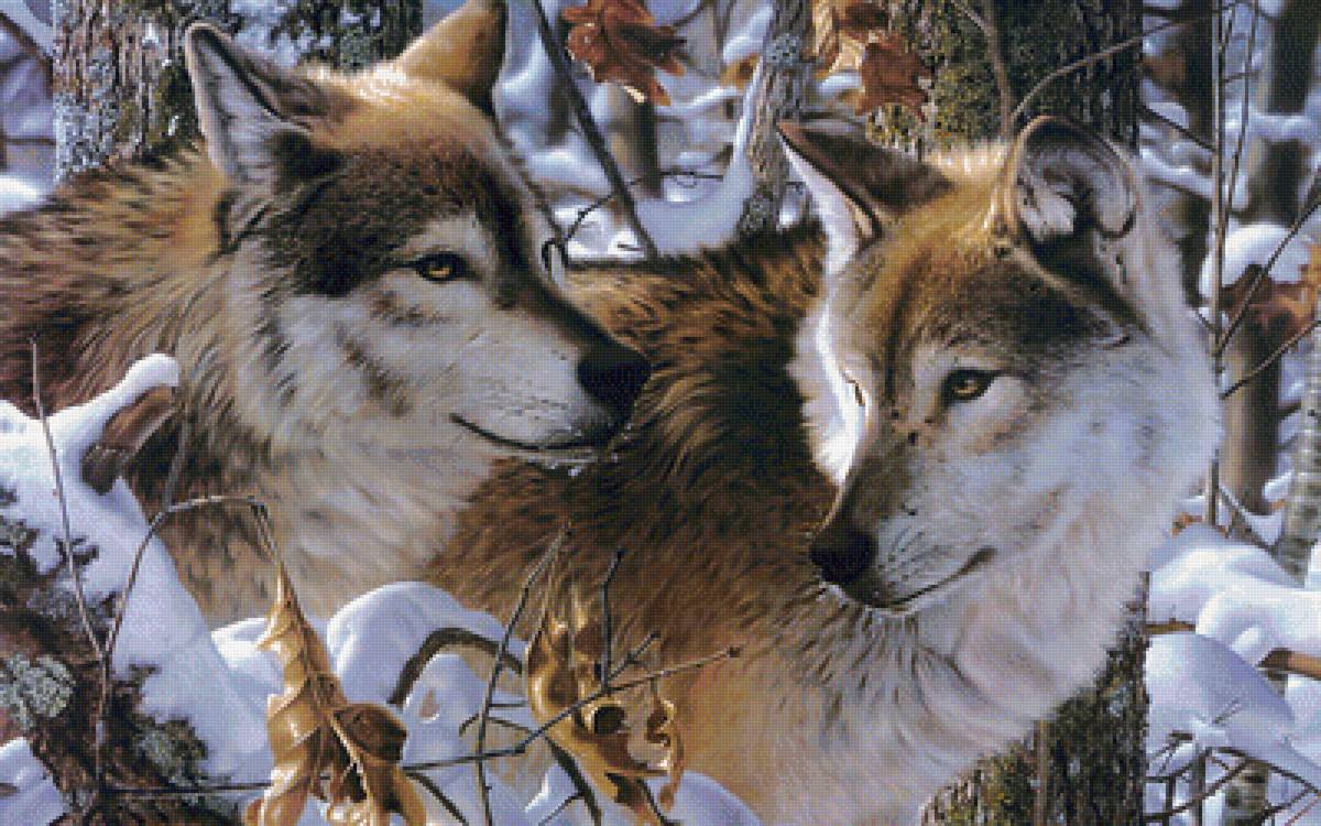 Волки в зимнем лесу. - пейзаж., снег, волки, зима, пара - предпросмотр