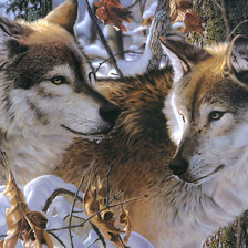 Волки в зимнем лесу.