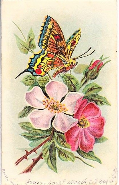 motýl,kvety - оригинал