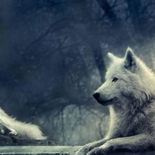 Схема вышивки «волк с волчицей»