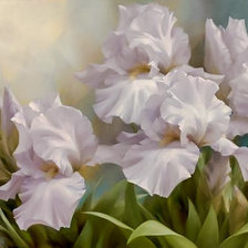 White Iris Elegance.