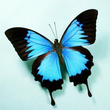 Оригинал схемы вышивки «бабочка» (№1972806)