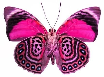 бабочка - бабочка, подушка - оригинал