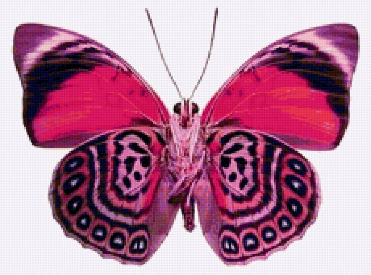 бабочка - бабочка, подушка - предпросмотр