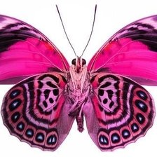 Оригинал схемы вышивки «бабочка» (№1972819)
