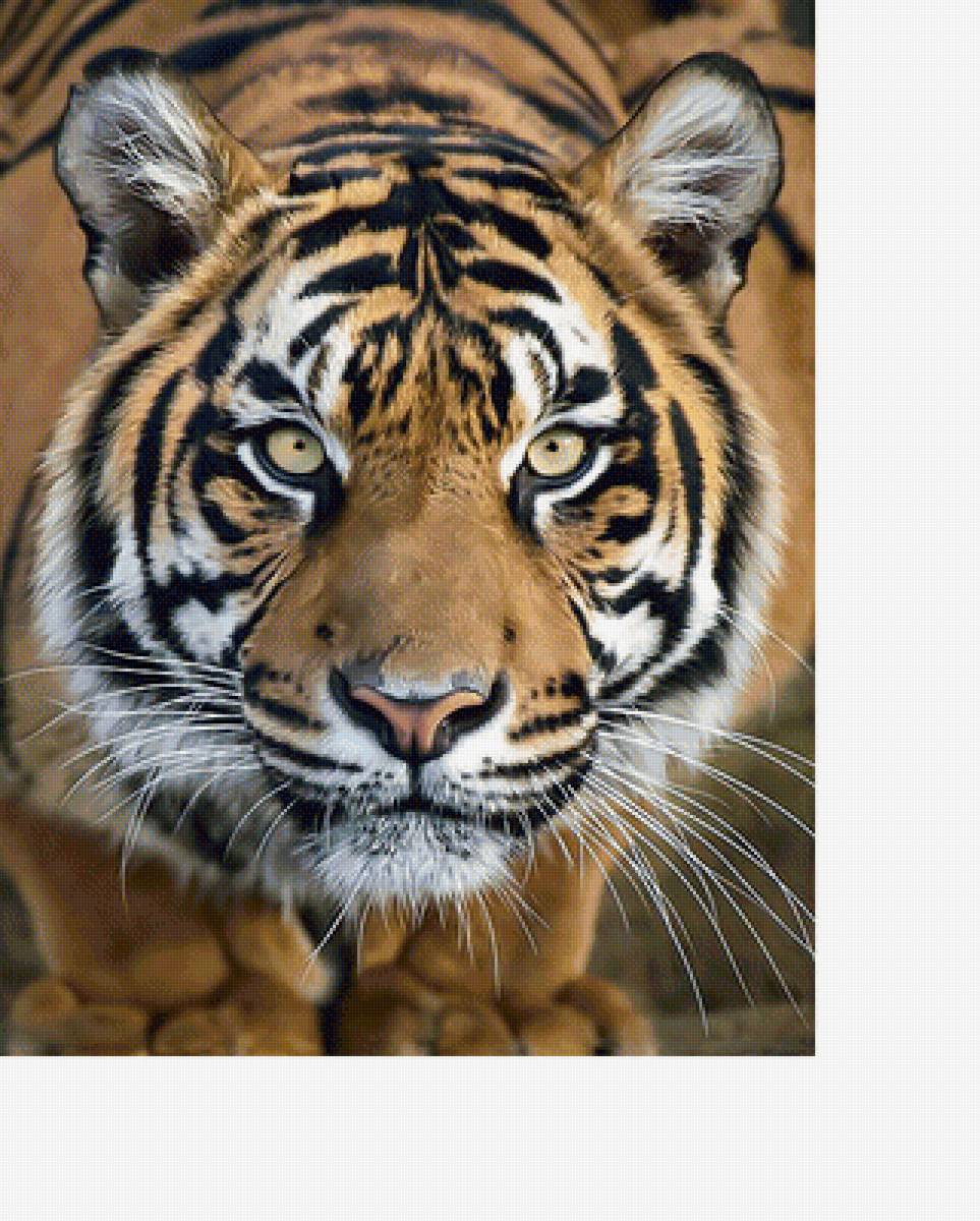 Тигр. - тигр, хищник, взгляд - предпросмотр