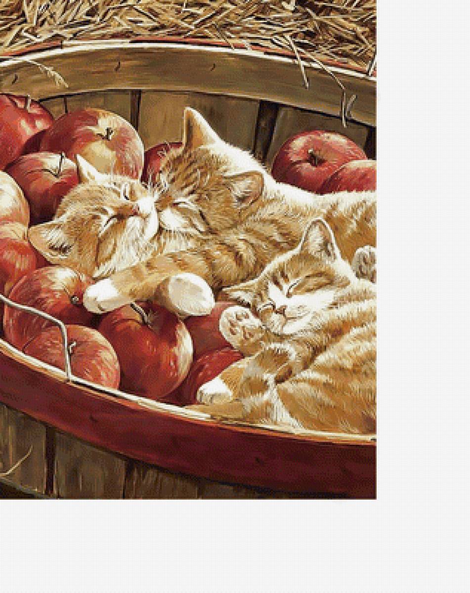 Рыжики и яблоки. - яблоки, коты, котята - предпросмотр