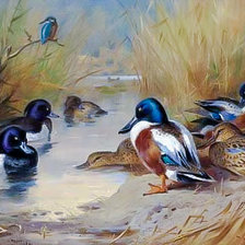 Mallard, Tufted Duck and a Kingfisher at the Water's Edge.