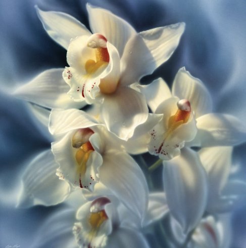 ORCHIDS - by collin bogle, орхидея - оригинал