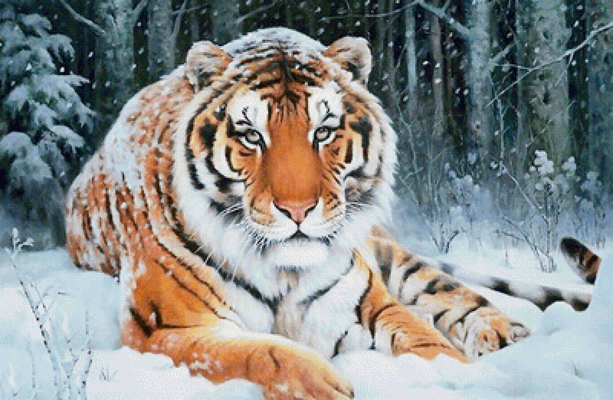 №1978545 - животные, тигры, тигр, хищники - предпросмотр