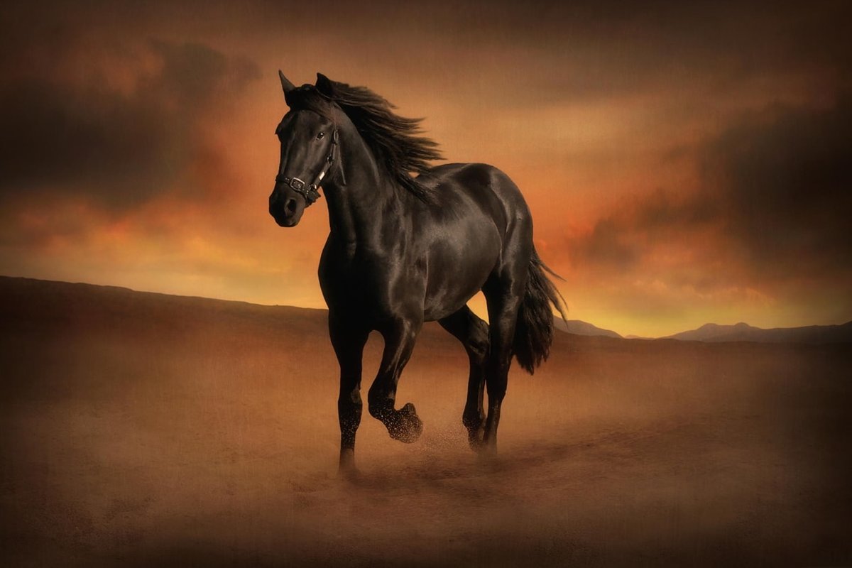 Красивая лошадь - красивая лошадь, лошадь, скакун - оригинал
