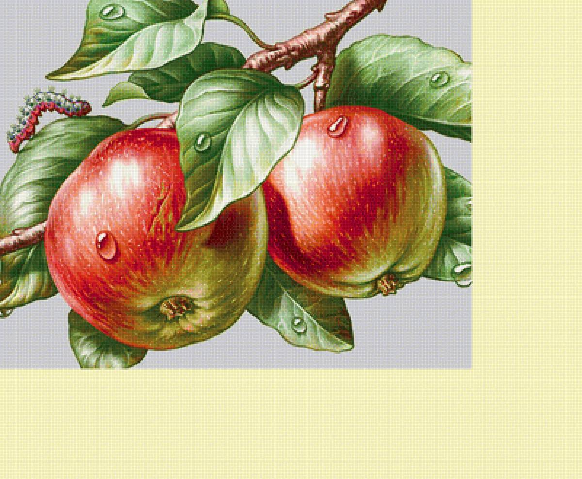 Серия "Фруктово-ягодная". Яблоки - ягоды, яблоки, фрукты - предпросмотр