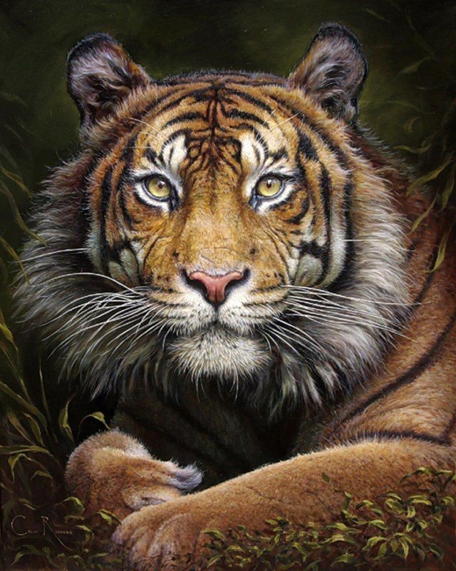 Тигр - взгляд, животное, хищник, портрет тигра - оригинал