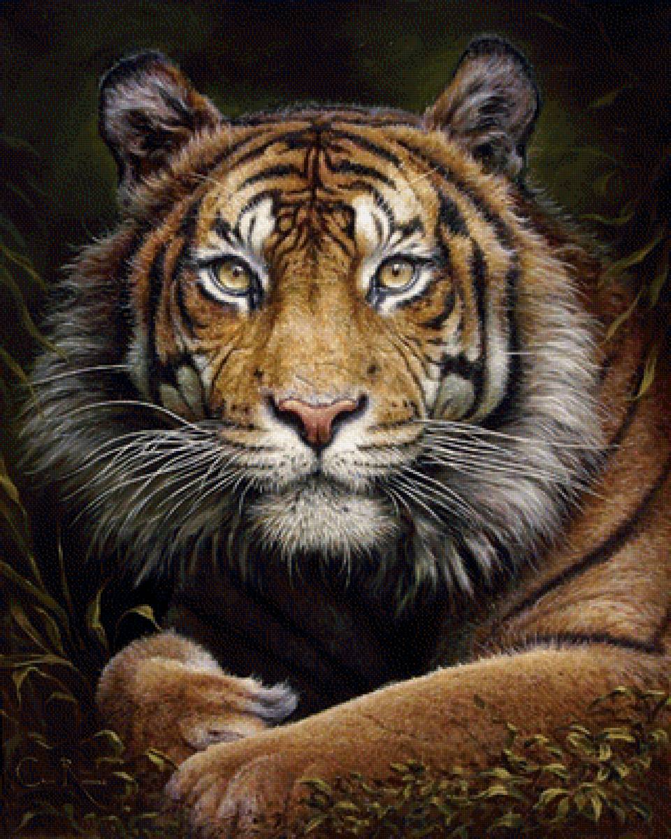 Тигр - животное, портрет тигра, взгляд, хищник - предпросмотр