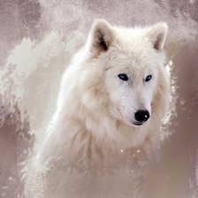 Lobo blanco en nieve