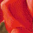 Предпросмотр схемы вышивки «Красные розы.» (№1981130)