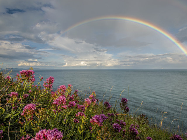 Радуга над морем - радуга, цветы, море, берег - оригинал
