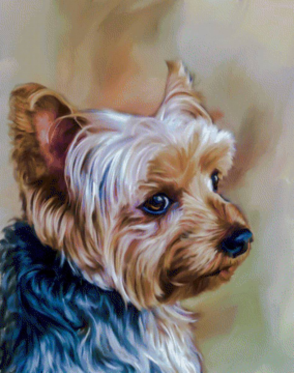 Cairn Terrier Dog. - animals.portraits. - предпросмотр