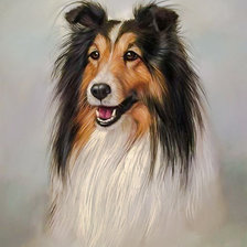 Collie Dog.