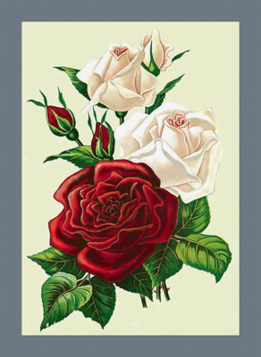 Серия "Розы". - флора, букет, розы, цветы - предпросмотр