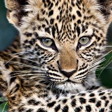 Малыш леопарда