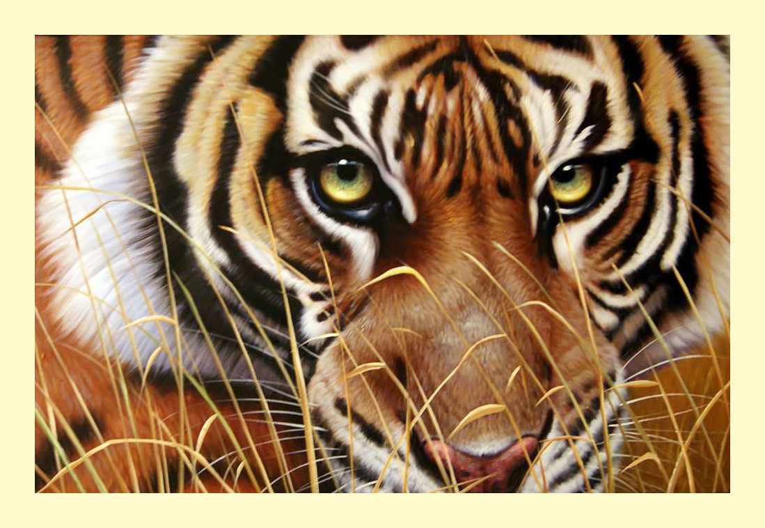 Взгляд тигра. - тигр, животные., хищник, взгляд - оригинал