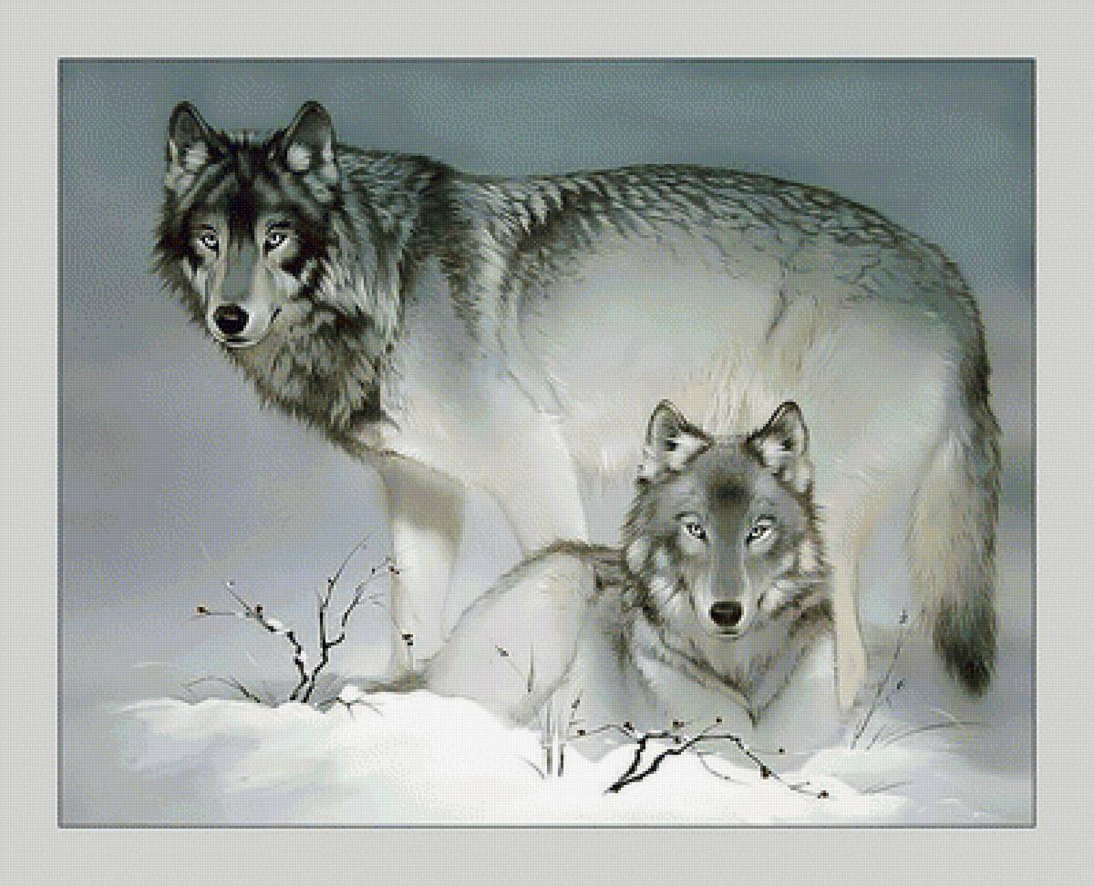 Волки. Пара. - хищники, пара, рисунок, зима, животные, волки, снег - предпросмотр