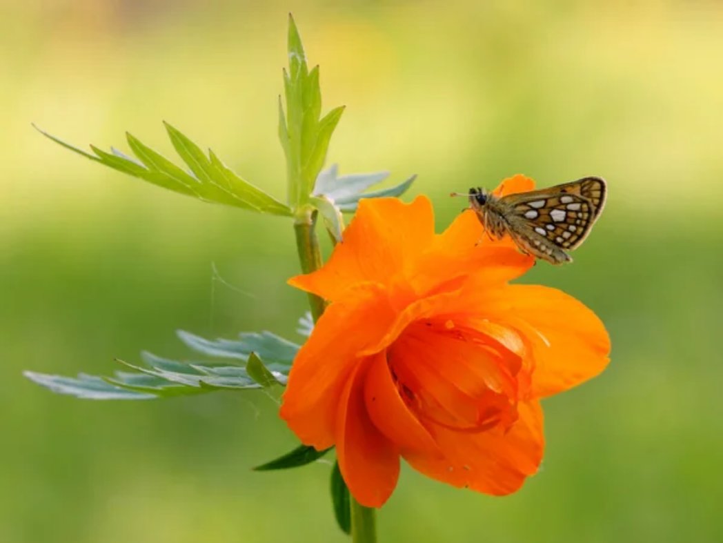 Жарки - цветы, жарки сибирские, бабочка - оригинал