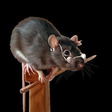 Мышка на столбе