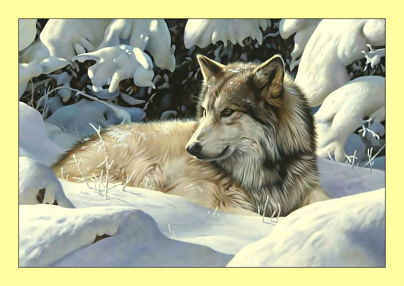 Волк. - волк, хищник, животные, зима, лес, снег - оригинал