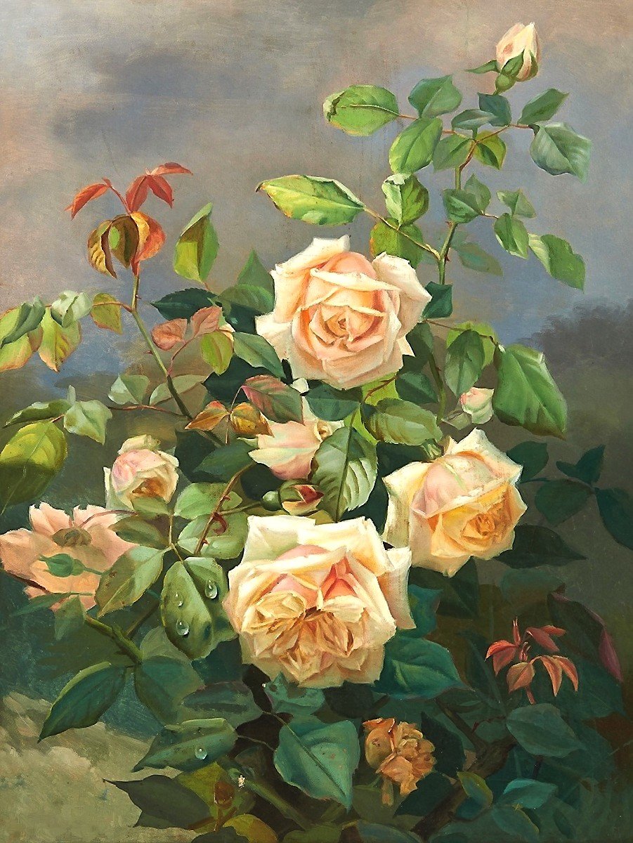 Розовый куст - розы, цветы - оригинал