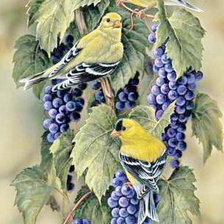 Птички и виноград