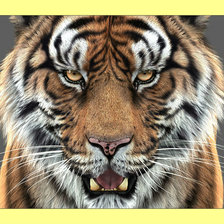 Оригинал схемы вышивки «Тигр. Взгляд.» (№1995352)