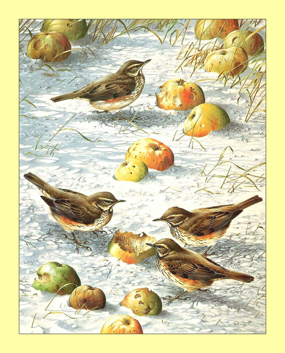 Птицы. - птицы, воробьи, снег, яблоки, зима - оригинал