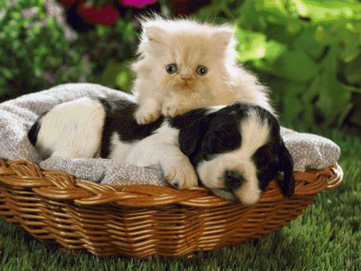 Котенок и щенок в корзине - животные - предпросмотр