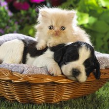 Котенок и щенок в корзине